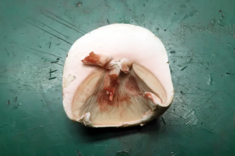 Agaricus benesii 10 - IMG_7485